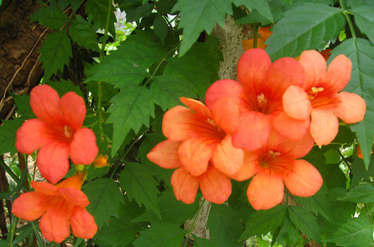 八月花红