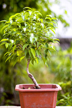 佛教神树智慧树菩提榕