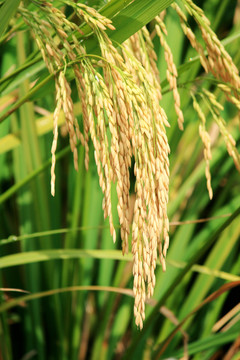 成熟的稻穗