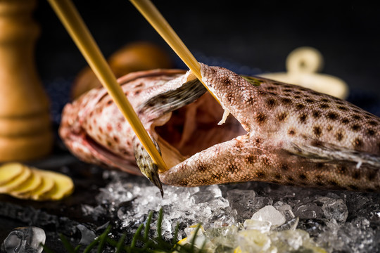 印尼野生石斑鱼