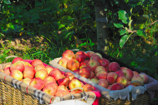 果园采摘苹果