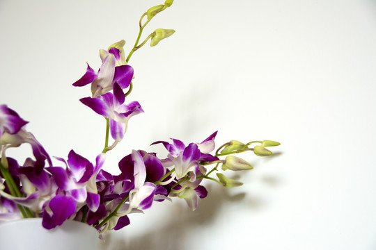紫色杨兰