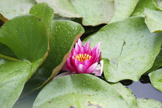 莲花