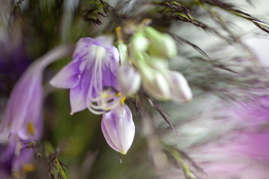 紫玉簪花卉特写