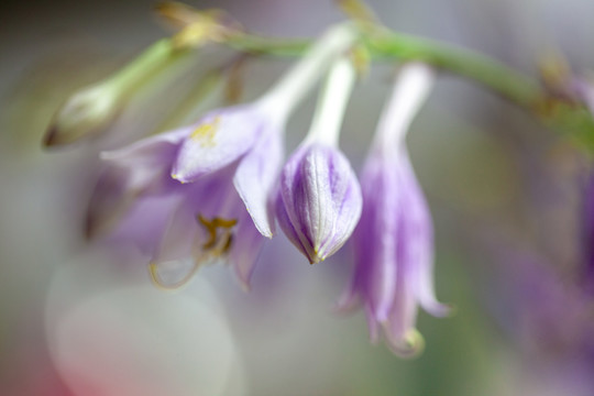 紫玉簪花卉特写