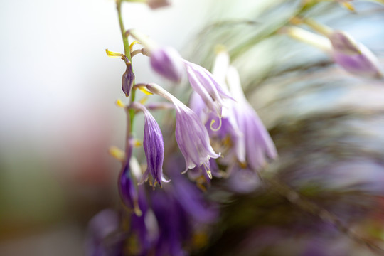 紫玉簪花卉特写