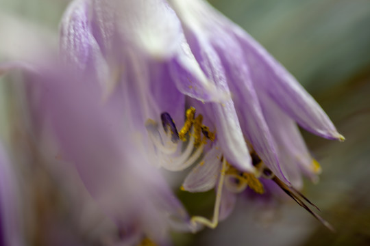 紫玉簪花卉特写