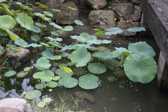 荷
