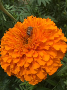 蜜蜂花