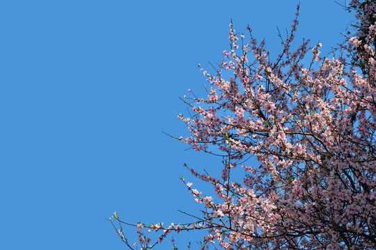 桃花桃花枝