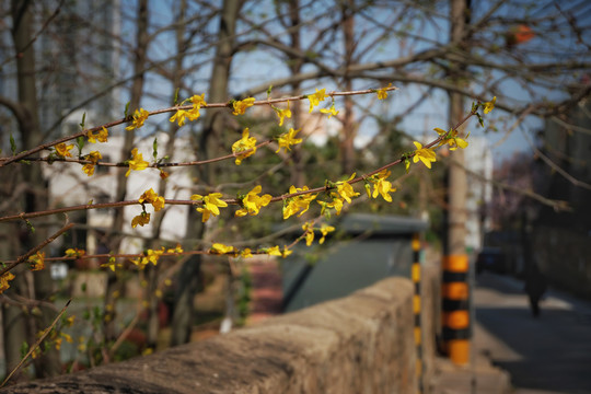 迎春花