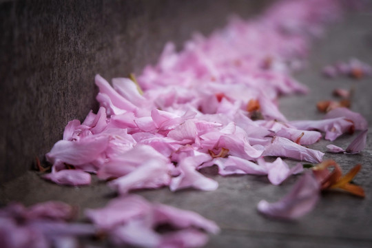 地上的樱花花瓣