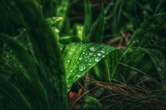 雨后鸢尾绿叶