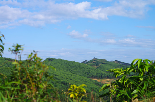 山林