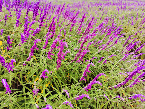 紫色马鞭花