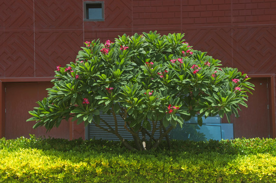 鸡蛋花植株