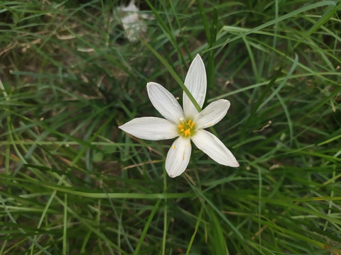 白色水仙花特写