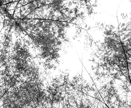 黑白树林树叶