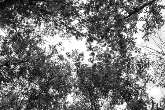 黑白树林树叶