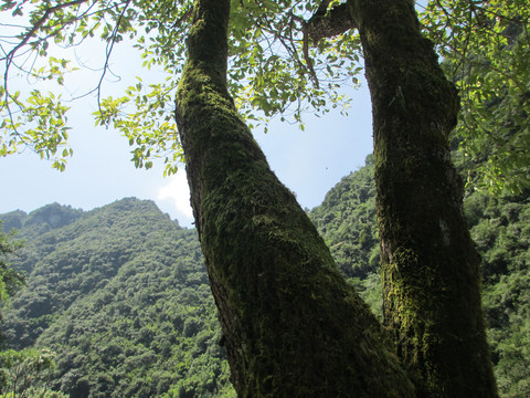 树景