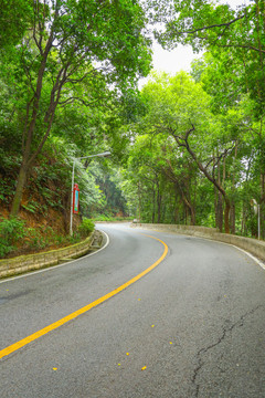 森林公路