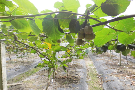 田园里种植的猕猴桃