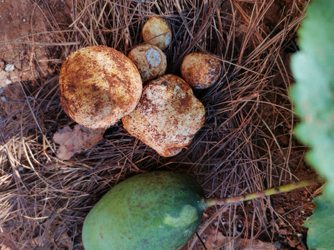 野外俯拍马屁泡新鲜野生菌