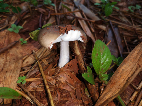 野外生长土里的鸡枞菌