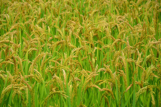 东北大米水稻