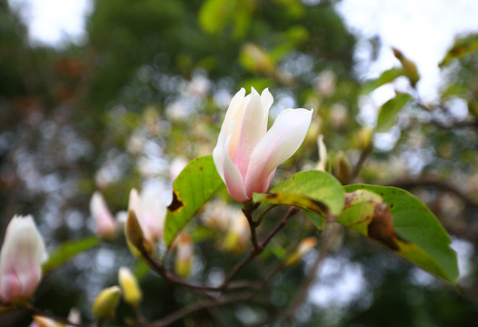 木兰花