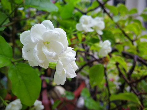 茉莉
