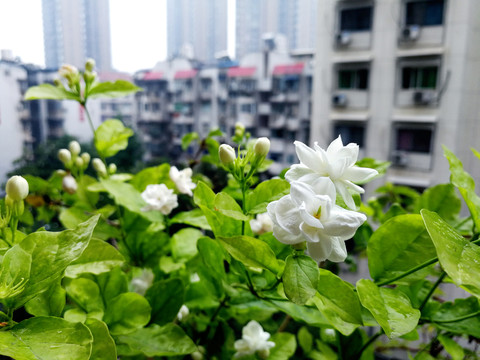 茉莉
