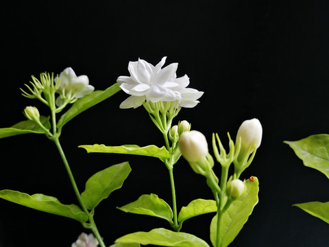 茉莉
