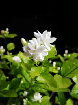 茉莉