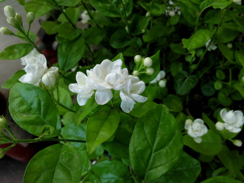茉莉