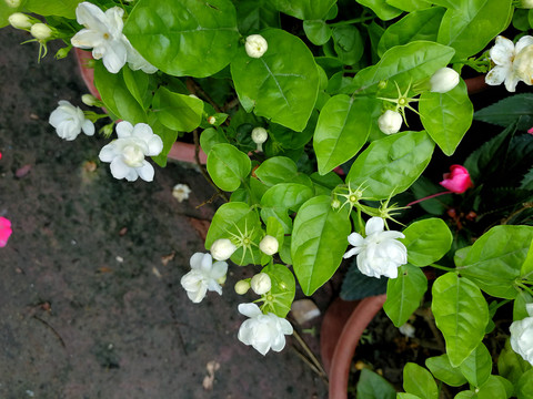 茉莉