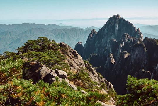 黄山石头和松树