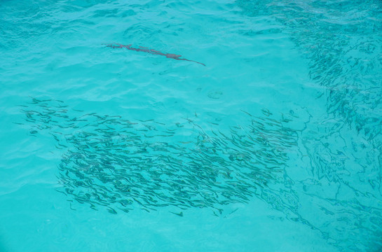 仙本那海岛的鱼群