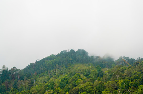 马来西亚神山热带雨林的雾气