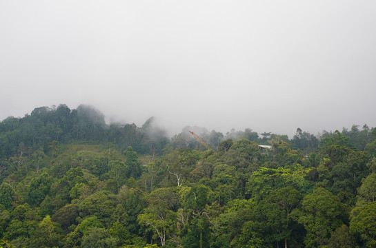 马来西亚热带雨林的雾气