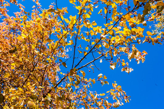 秋季山荆子果树