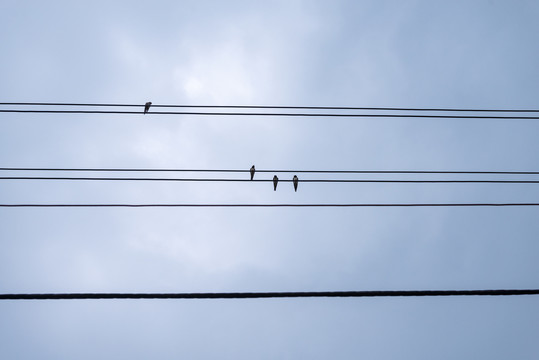 电线上的鸟