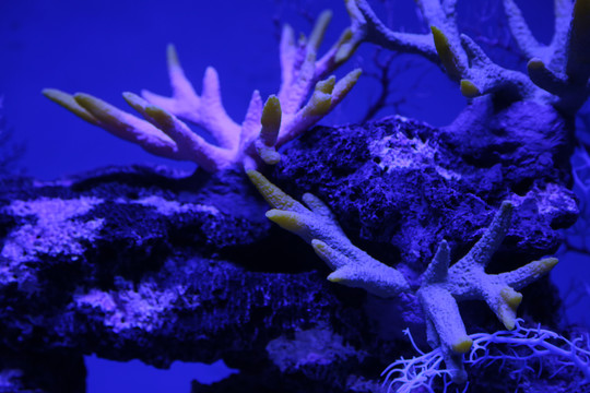 海洋馆珊瑚