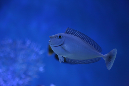 海底世界观赏鱼