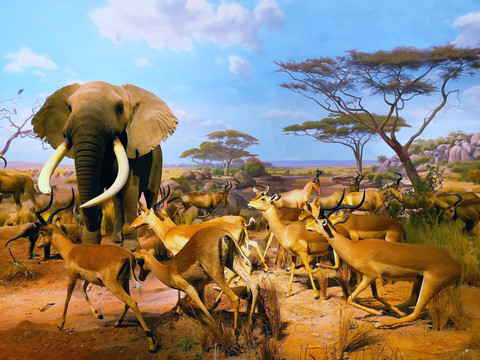 非洲草原动物