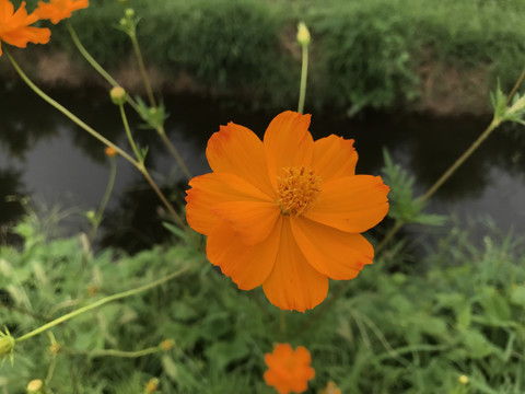 秋英