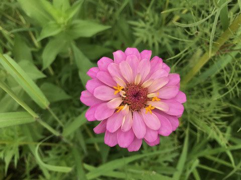 百日菊