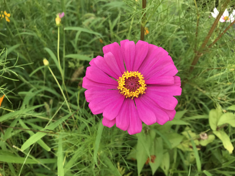 百日菊