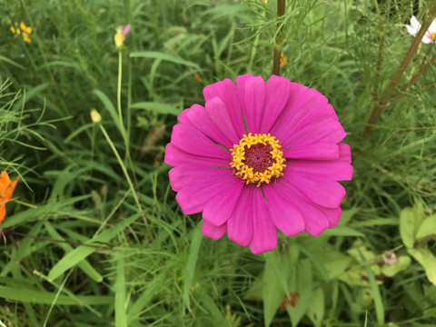 百日菊