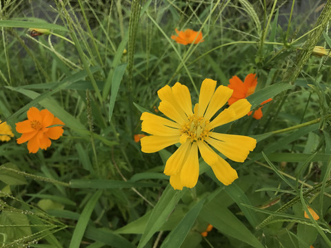 金鸡菊